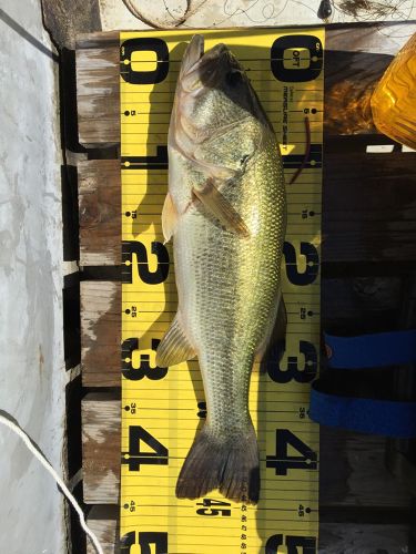 ブラックバスの釣果