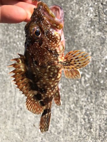 カサゴの釣果