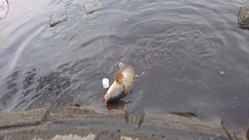 コイの釣果