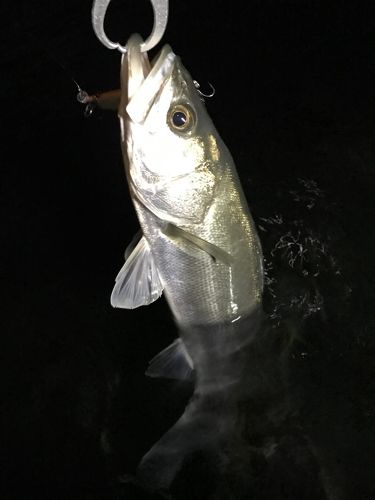 スズキの釣果