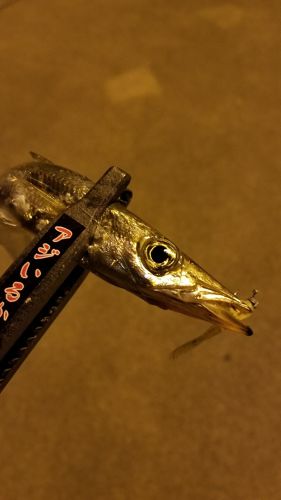 カマスの釣果