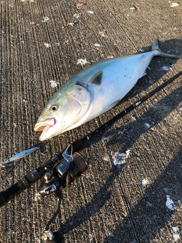 ワラサの釣果