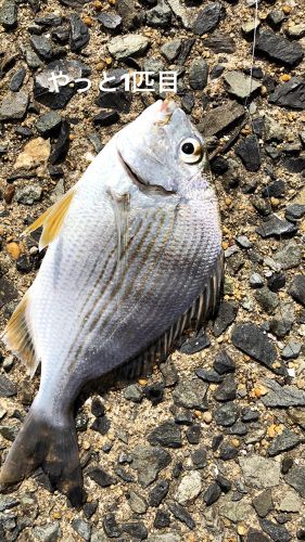 キチヌの釣果