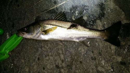 シーバスの釣果