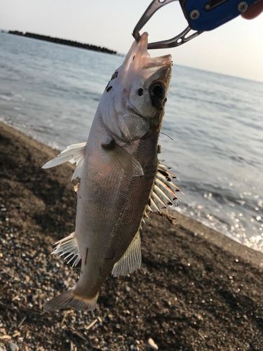 セイゴ（マルスズキ）の釣果