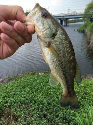 ブラックバスの釣果