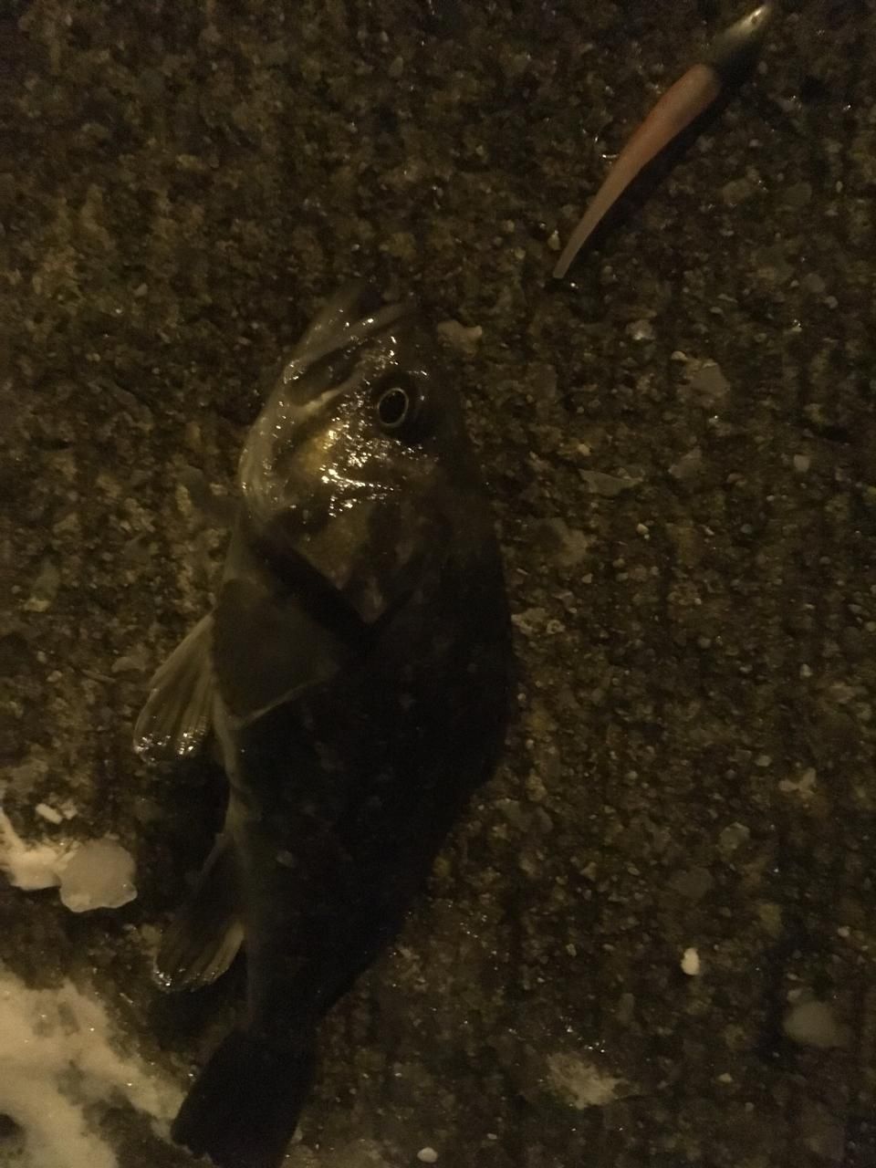 クロソイ