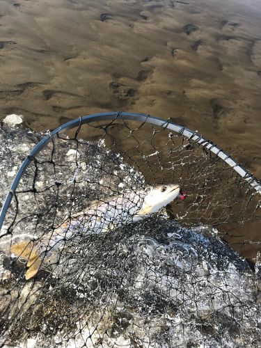 アメマスの釣果