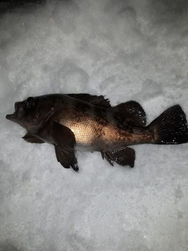 クロメバルの釣果