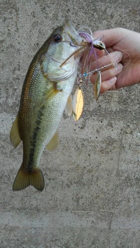 ラージマウスバスの釣果