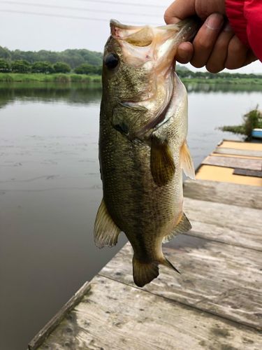 ラージマウスバスの釣果