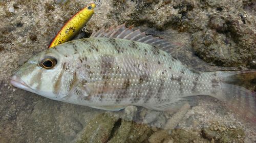 メイチダイの釣果