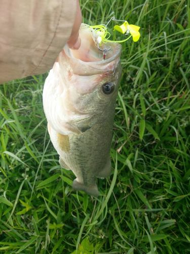 ブラックバスの釣果