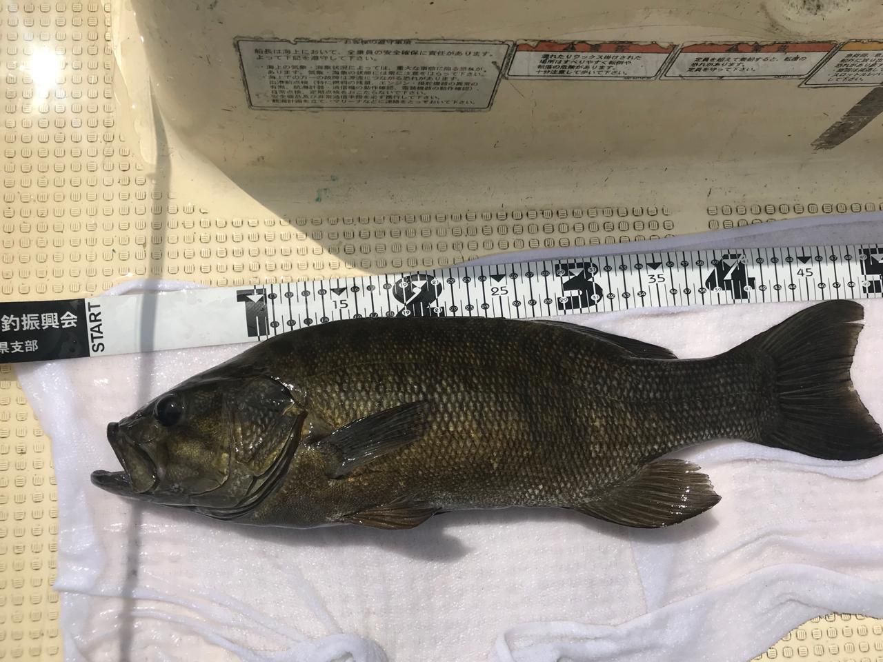 スモールマウスバス