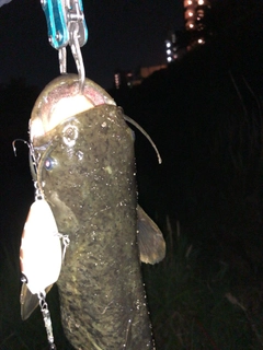 ナマズの釣果