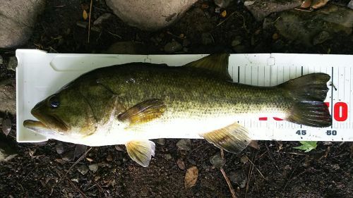 ブラックバスの釣果