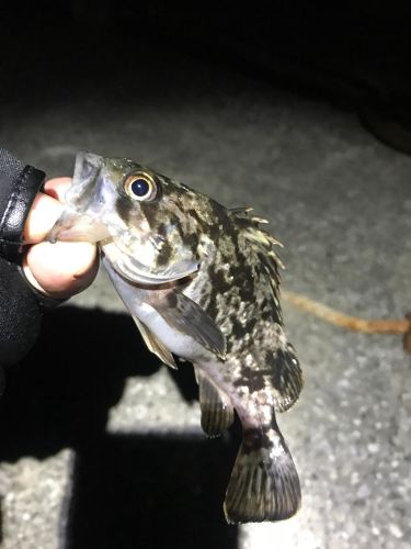 タケノコメバルの釣果