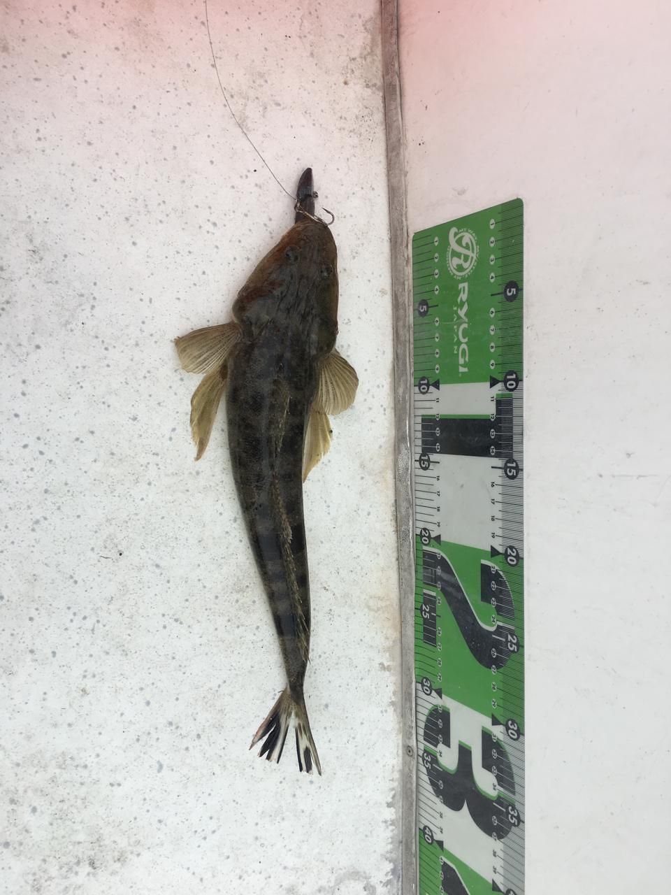 マゴチ