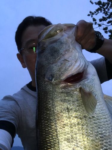 ブラックバスの釣果