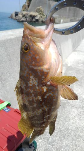 アコウの釣果