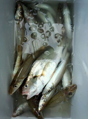 シロギスの釣果