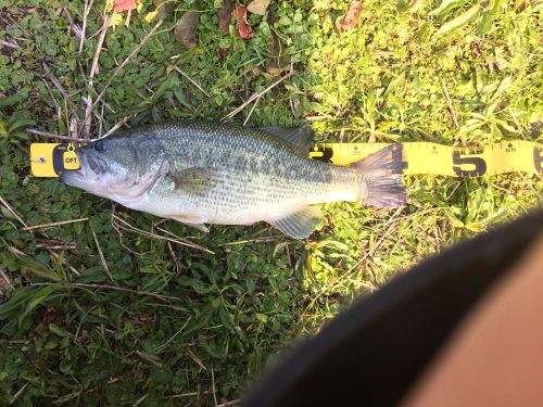 ブラックバスの釣果