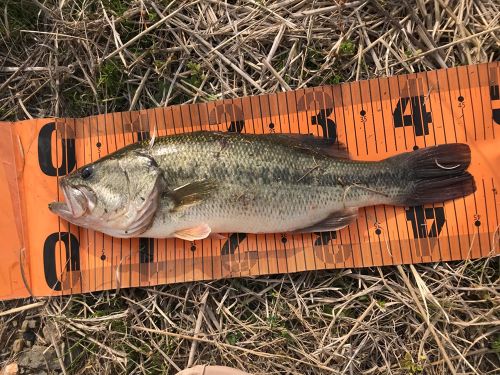 ブラックバスの釣果