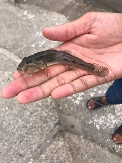 ハゼの釣果