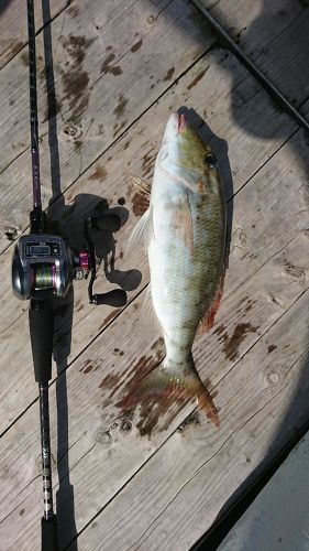 イソフエフキの釣果