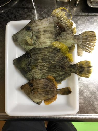 カワハギの釣果