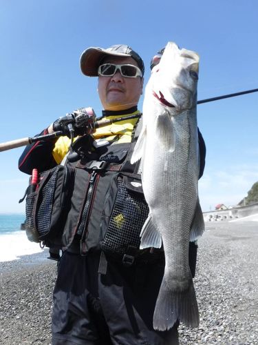 ヒラスズキの釣果