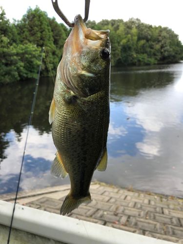 ラージマウスバスの釣果