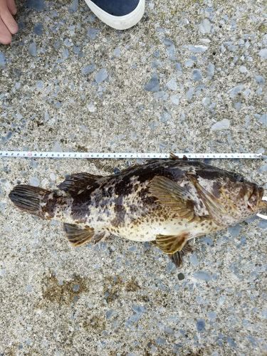 タケノコメバルの釣果