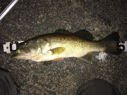 ブラックバスの釣果