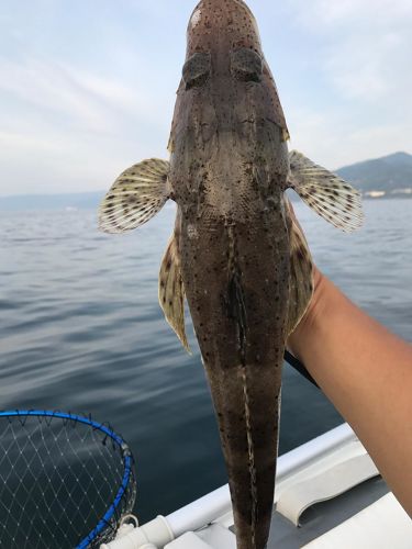 ワニゴチの釣果