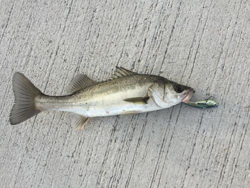 シーバスの釣果