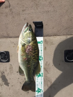 ラージマウスバスの釣果