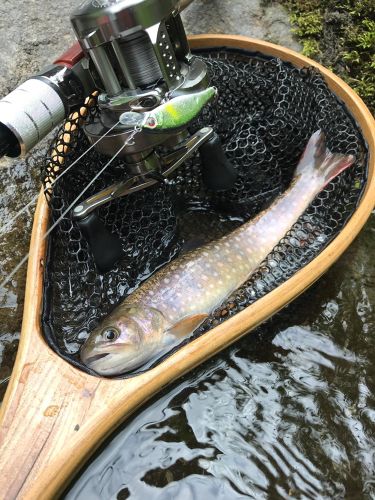 イワナの釣果