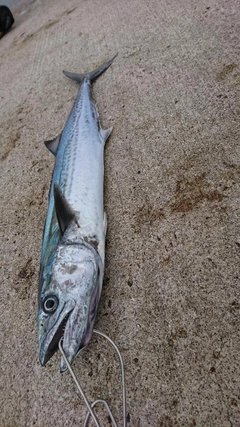 サゴシの釣果