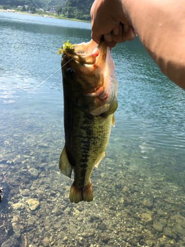 ラージマウスバスの釣果