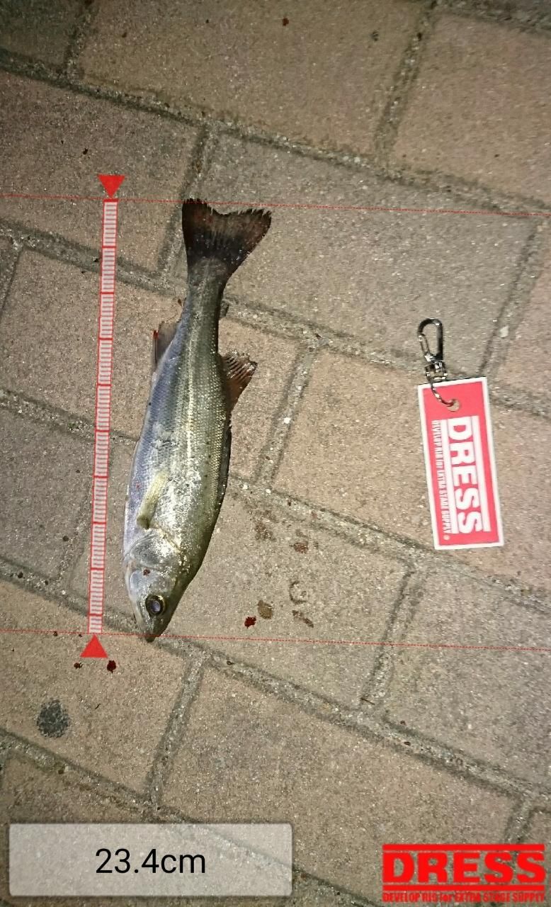 セイゴ（マルスズキ）