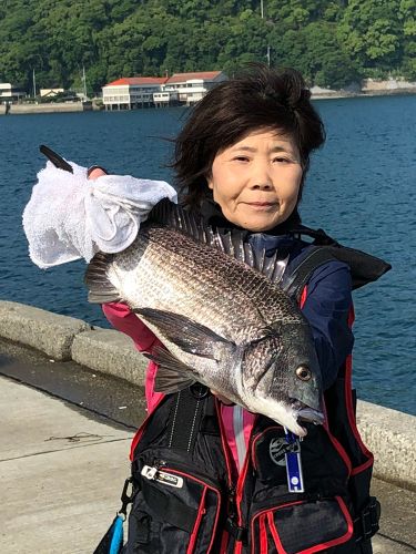 クロダイの釣果