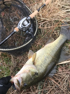 ラージマウスバスの釣果