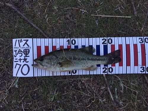 ブラックバスの釣果