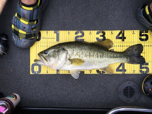 ブラックバスの釣果