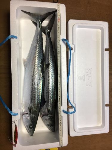 サゴシの釣果