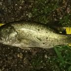 ラージマウスバス