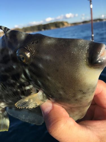 カワハギの釣果