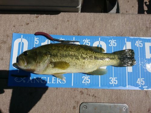 ブラックバスの釣果