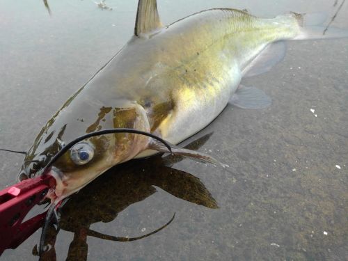 アメリカナマズの釣果